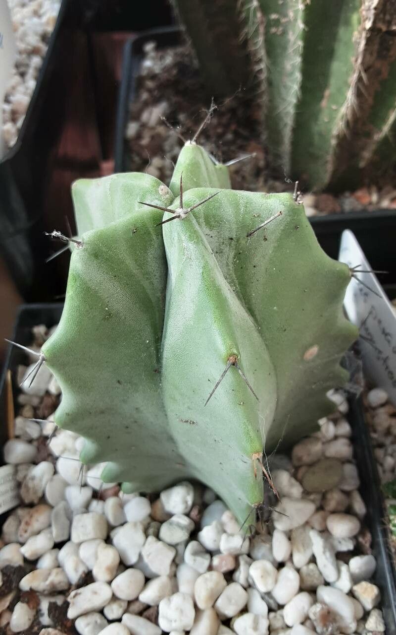 Stenocereus pruinosus bark