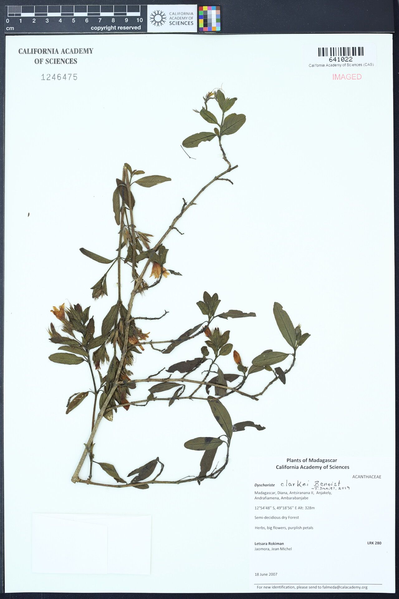 Dyschoriste clarkei — related species from the same genus