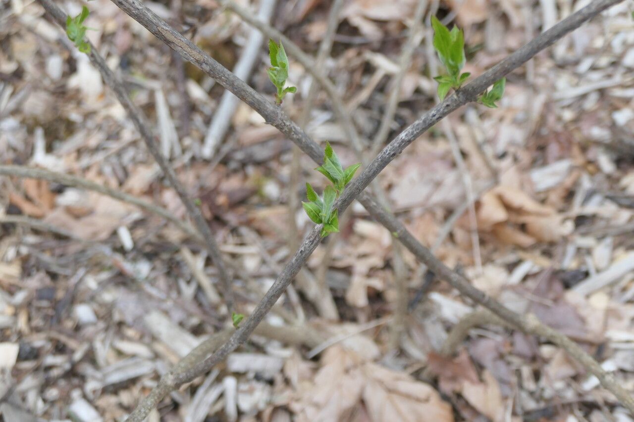 Weigela japonica bark