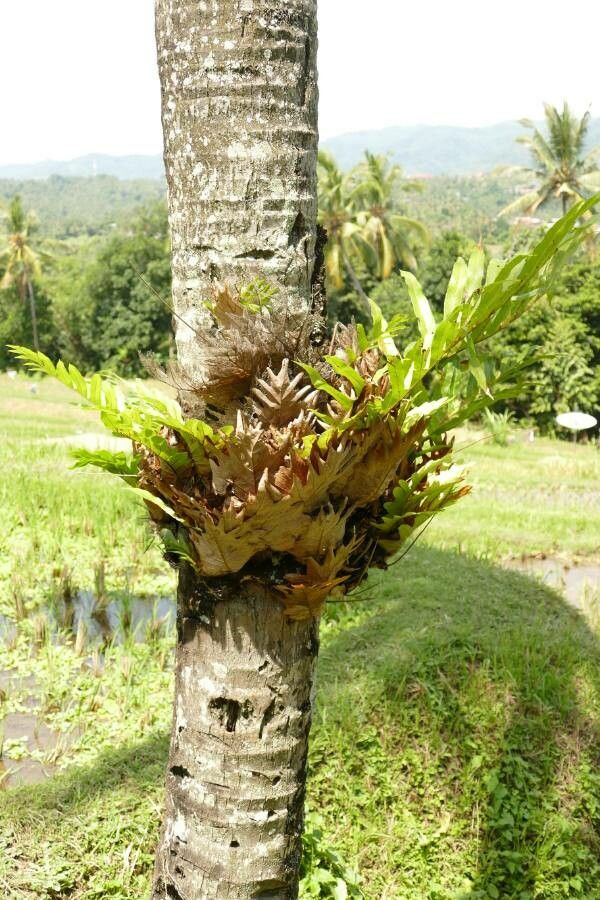Drynaria rigidula leaf