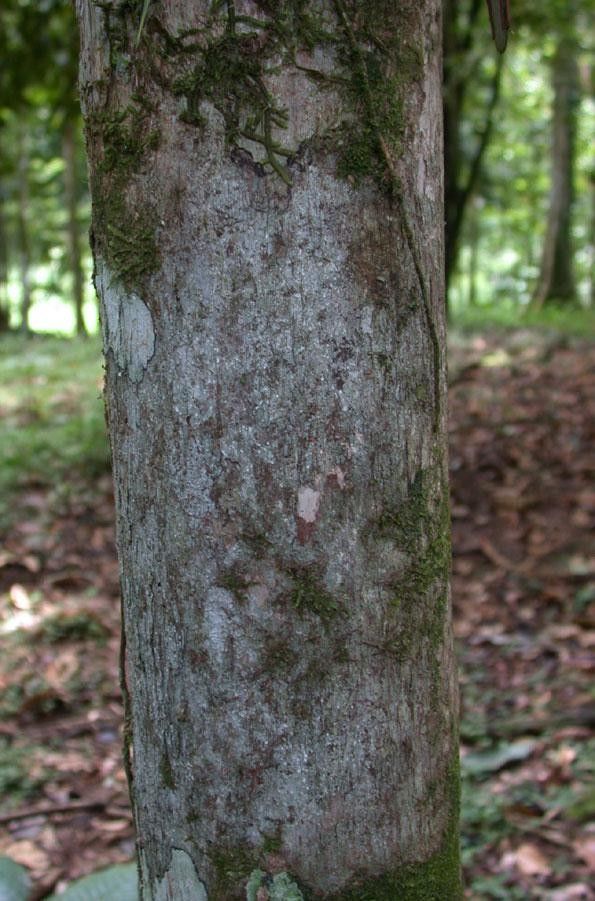 Pouteria leptopedicellata bark
