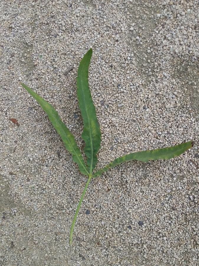 Falcaria vulgaris leaf