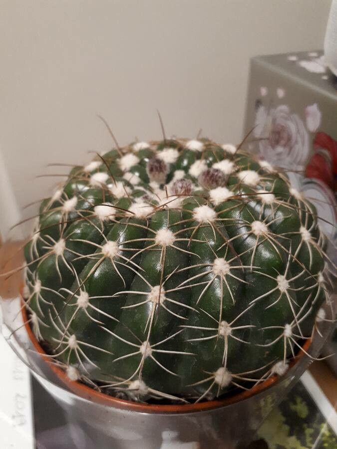 Parodia crassigibba — search result for 'Parodia'