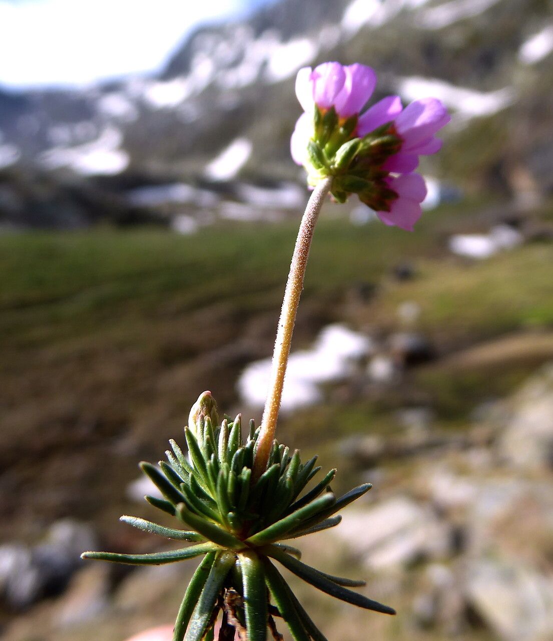 Androsace halleri bark