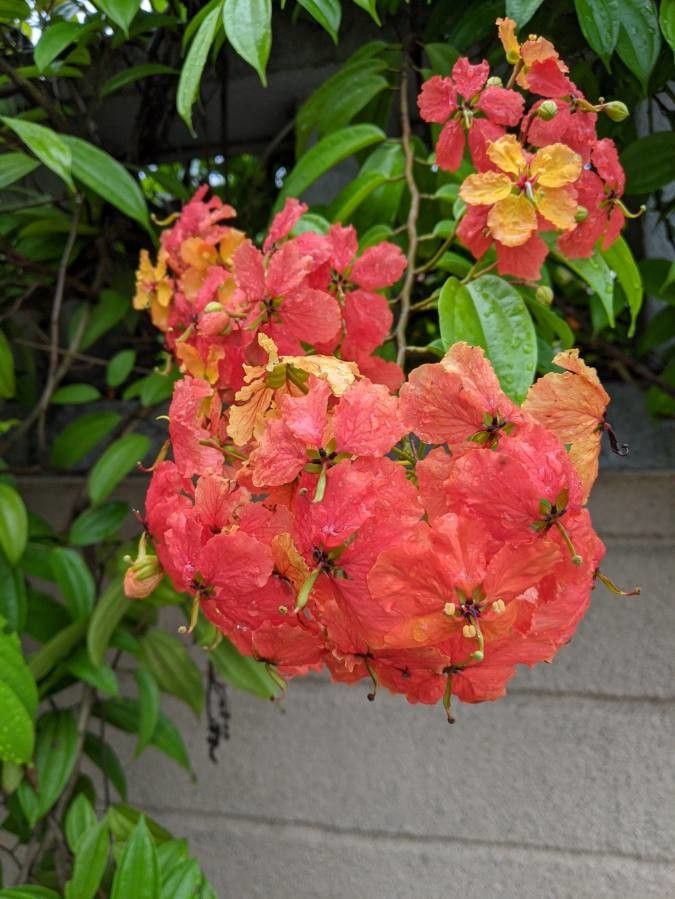 Phanera kockiana bark