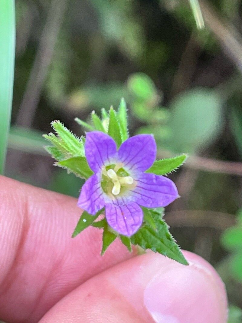 Campanula pallida flower