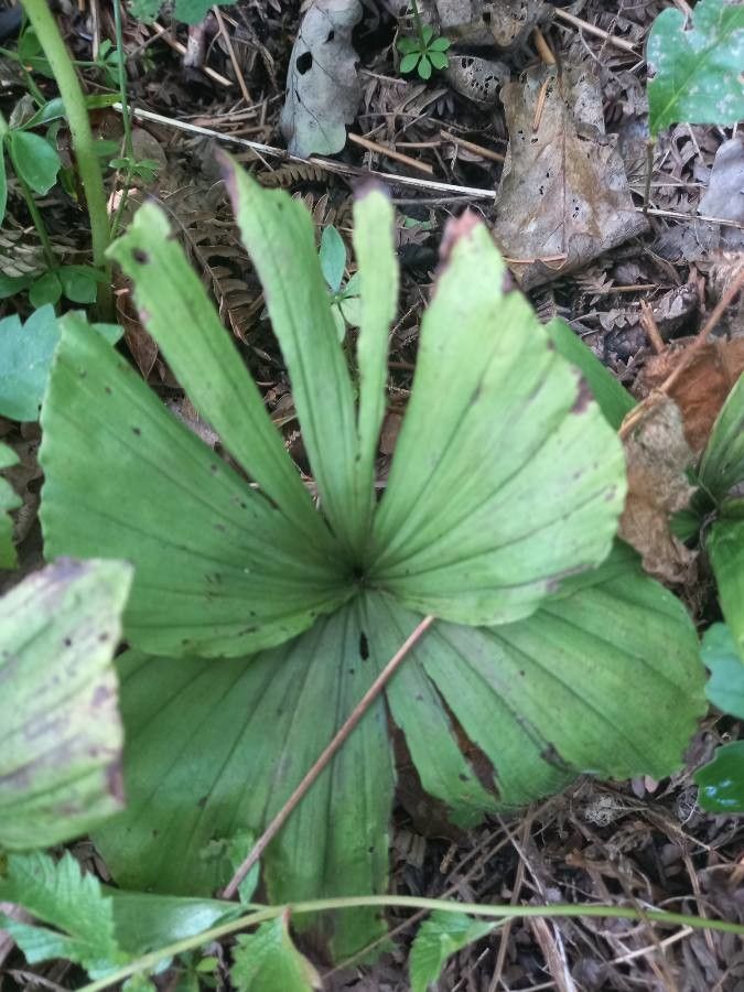 Cypripedium japonicum — search result for 'Cypripedium'