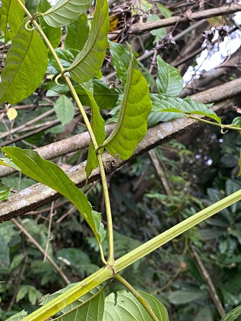 Uncaria guianensis leaf