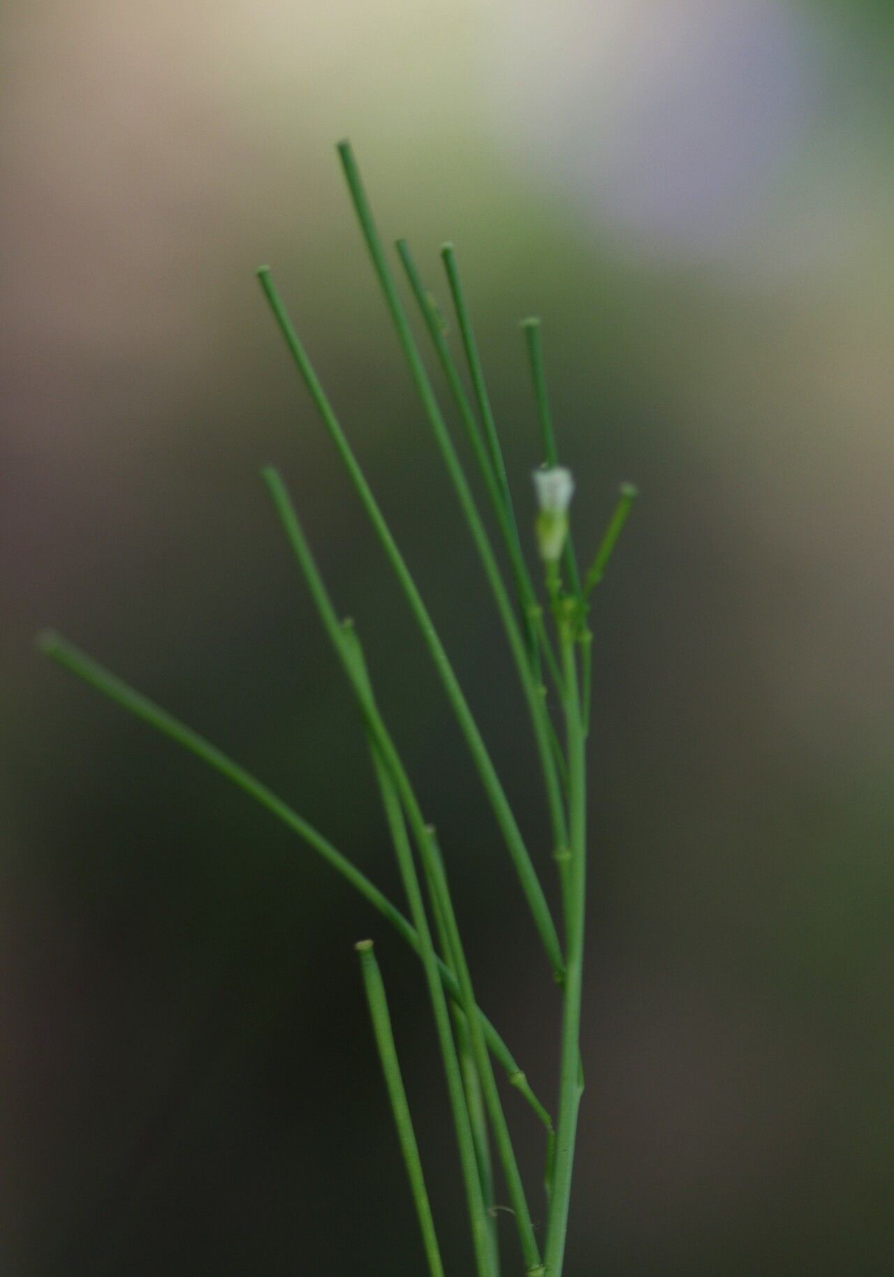 Fourraea alpina fruit