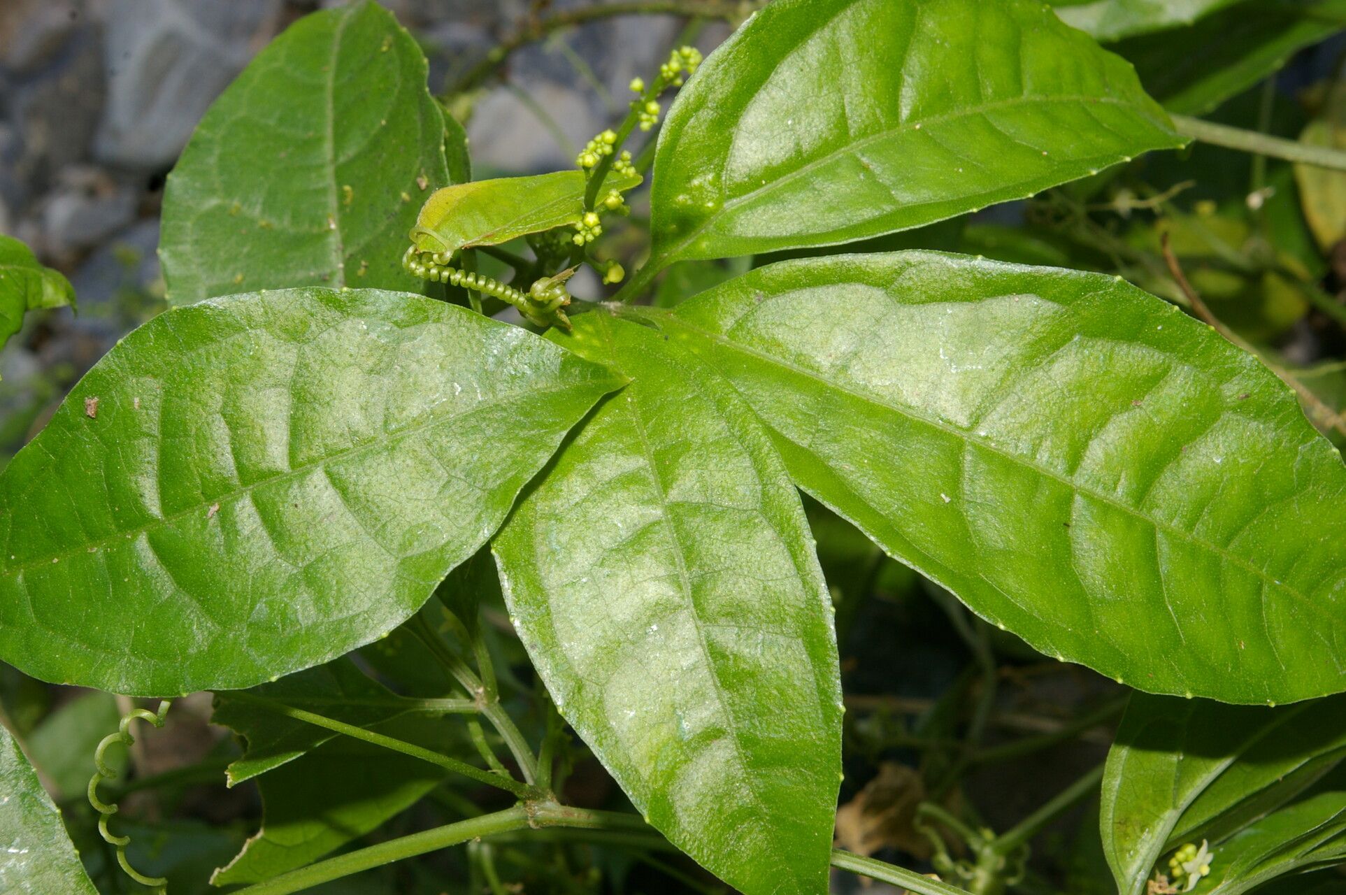 Cyclanthera lalajuela — related species from the same genus