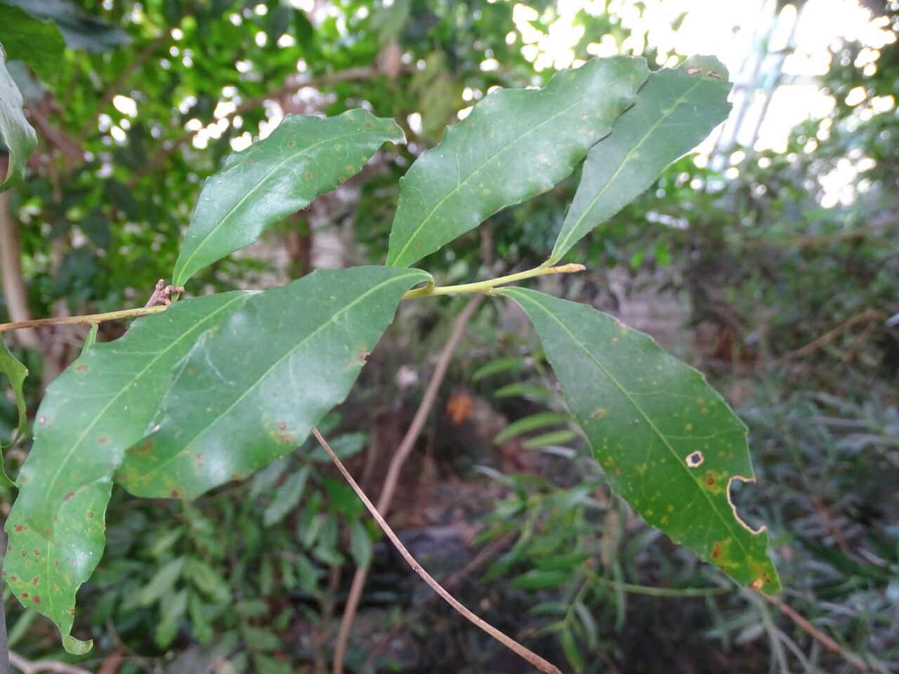 Elaeocarpus obovatus — search result for 'Elaeocarpaceae'