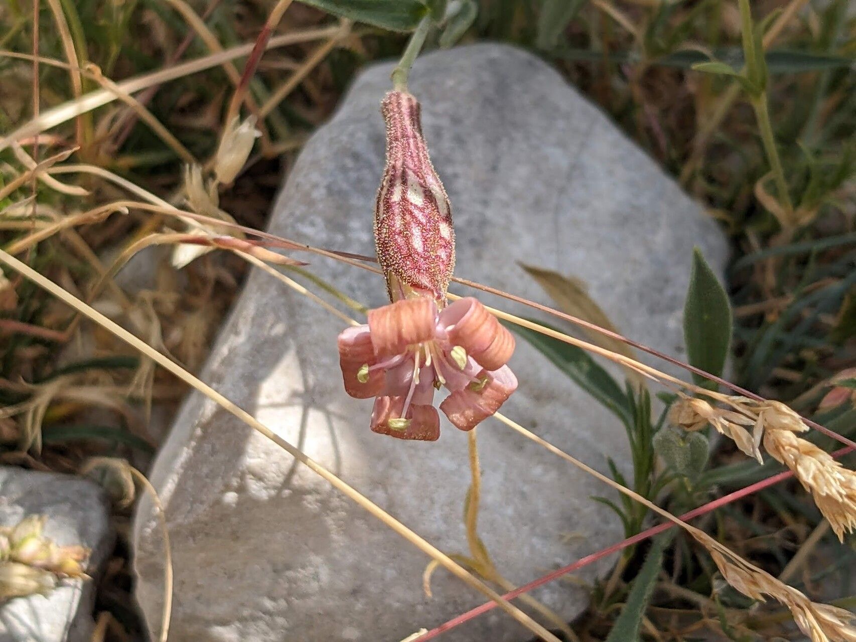 Silene petrarchae flower