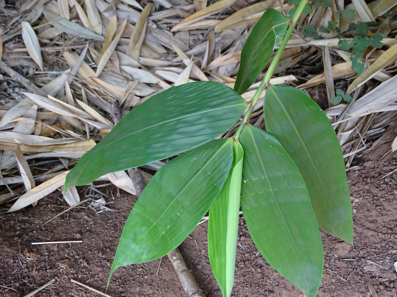 Yushania alpina leaf
