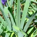 Iris pumila