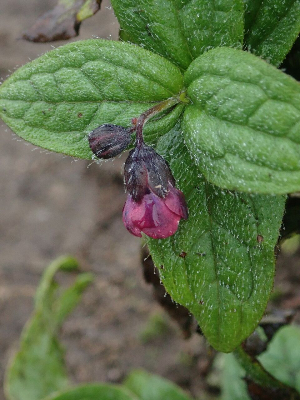 Cynoglossum microglochin habit