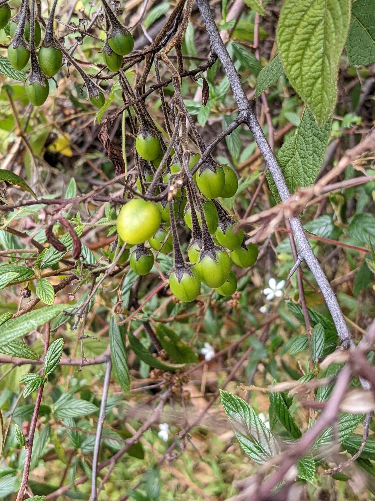 Solanum taeniotrichum fruit
