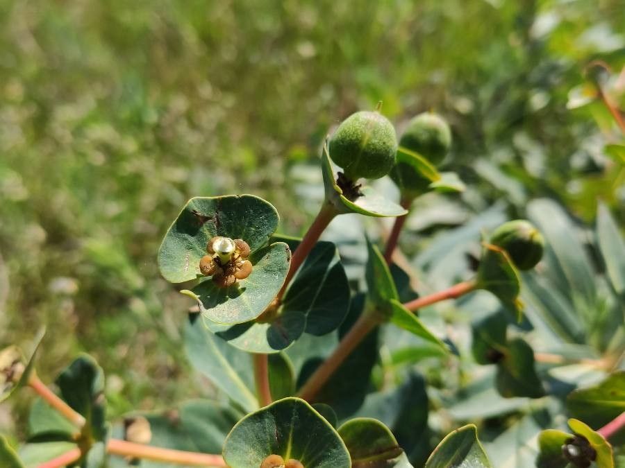 Euphorbia isatidifolia — houseplant care guide