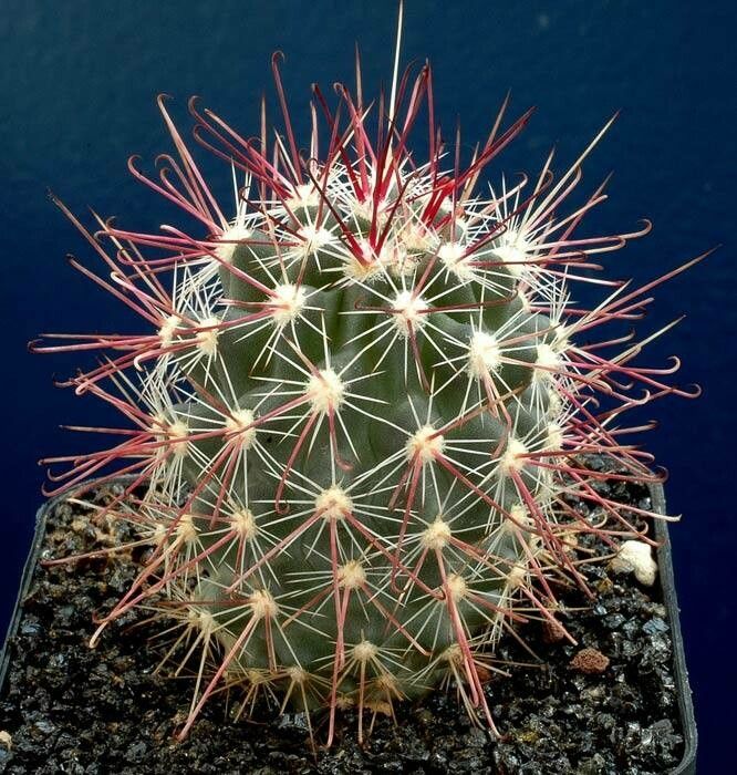 Sclerocactus polyancistrus habit