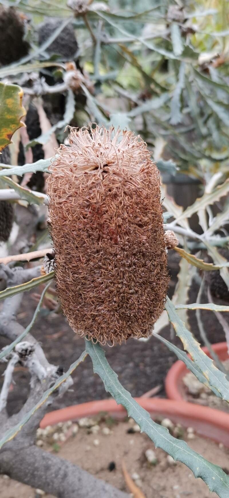 Banksia pilostylis flower