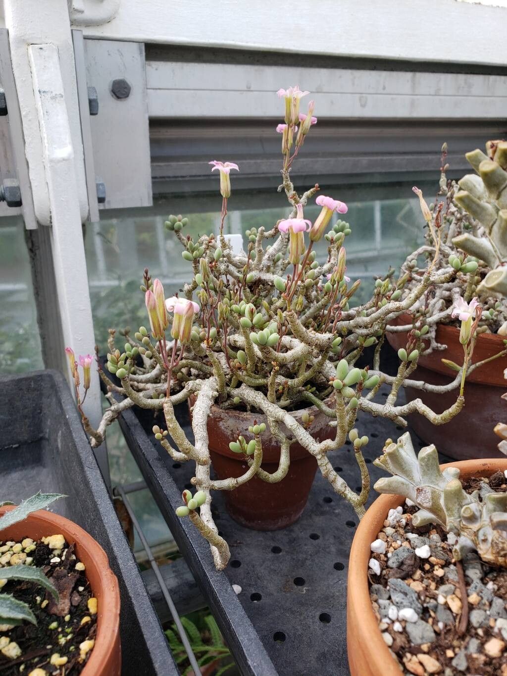 Tylecodon schaeferianus habit