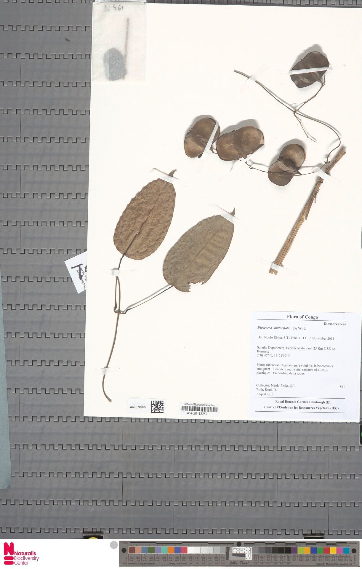 Dioscorea smilacifolia — houseplant care guide