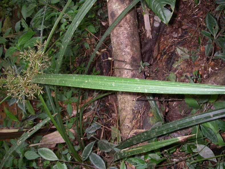 Cyperus costaricensis bark