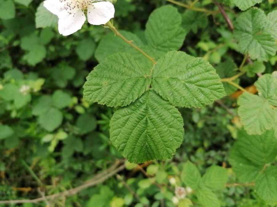 Rubus x uncinellus — houseplant care guide