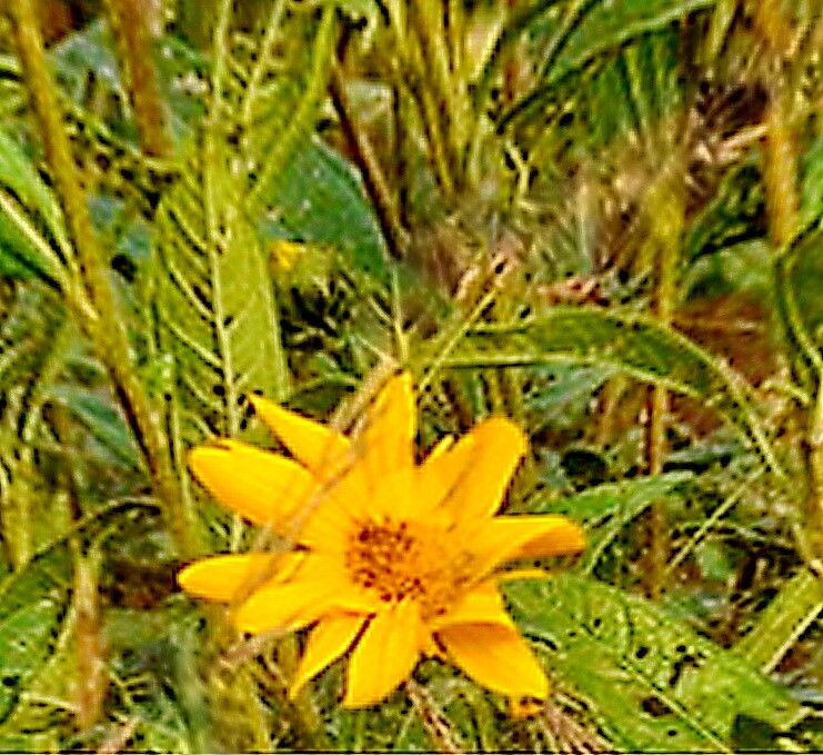 Aldama excelsa — houseplant care guide