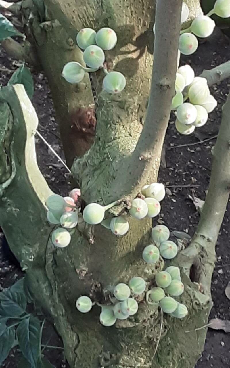Ficus aspera fruit