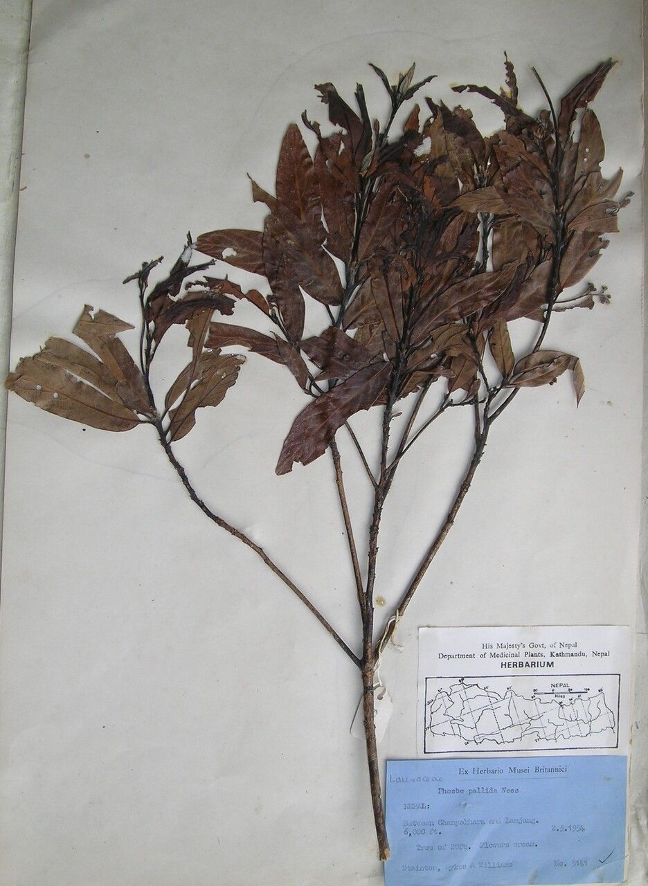 Phoebe pallida other