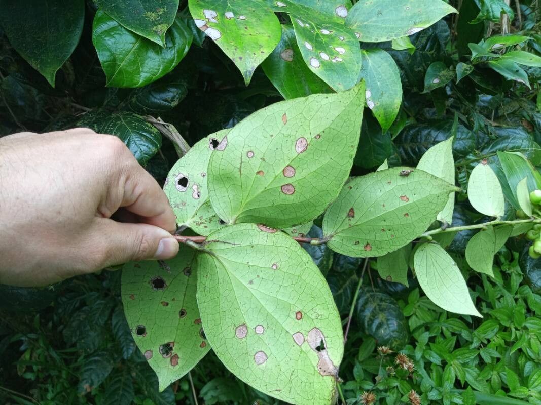 Vaccinium racemosum leaf