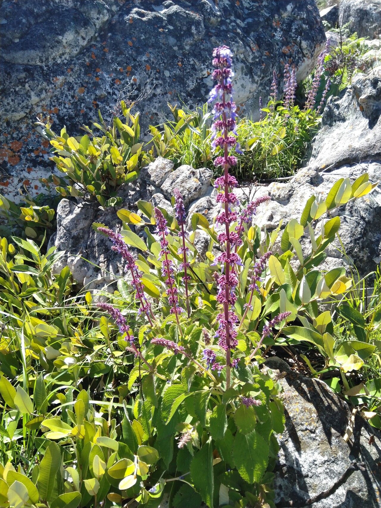 Coleus welwitschii flower