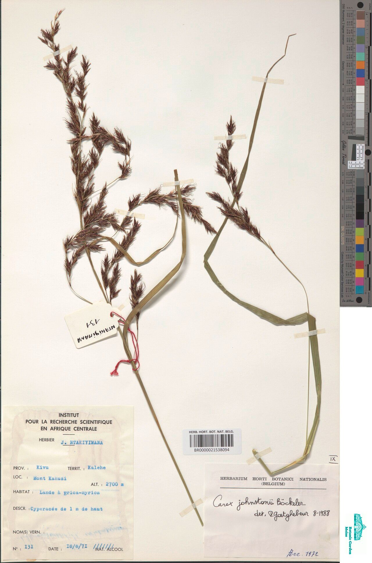 Carex biegensis — houseplant care guide