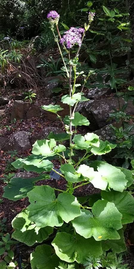 Pericallis murrayi habit
