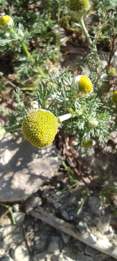 Matricaria occidentalis flower