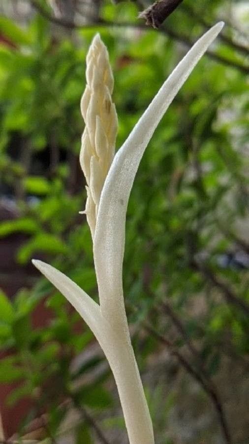 Cephalanthera austiniae flower