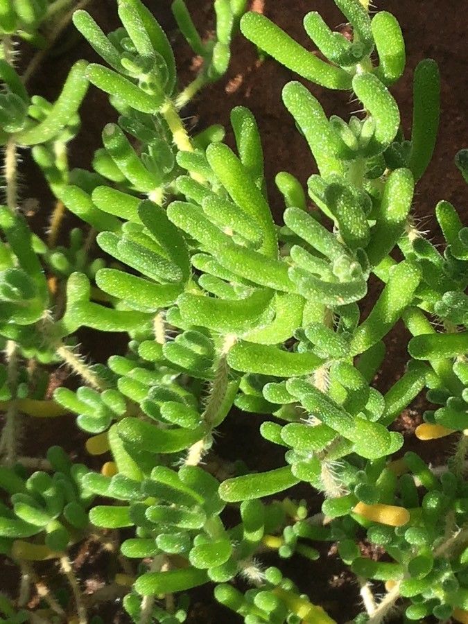 Sedum montanum — houseplant care guide
