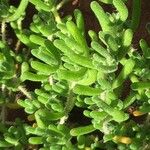 Sedum montanum