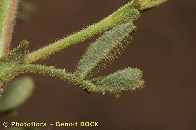 Ononis polyphylla bark