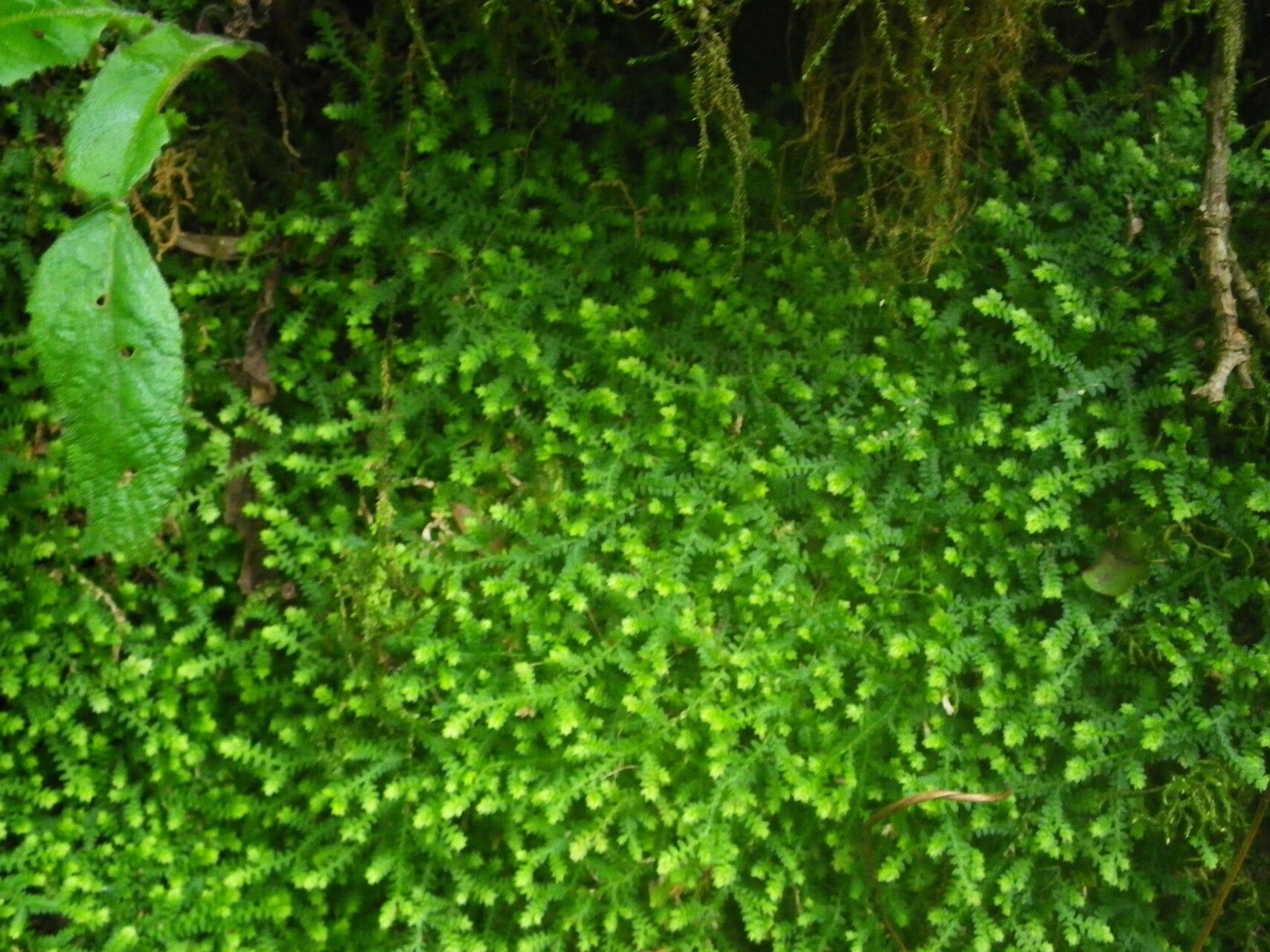 Selaginella mittenii — houseplant care guide