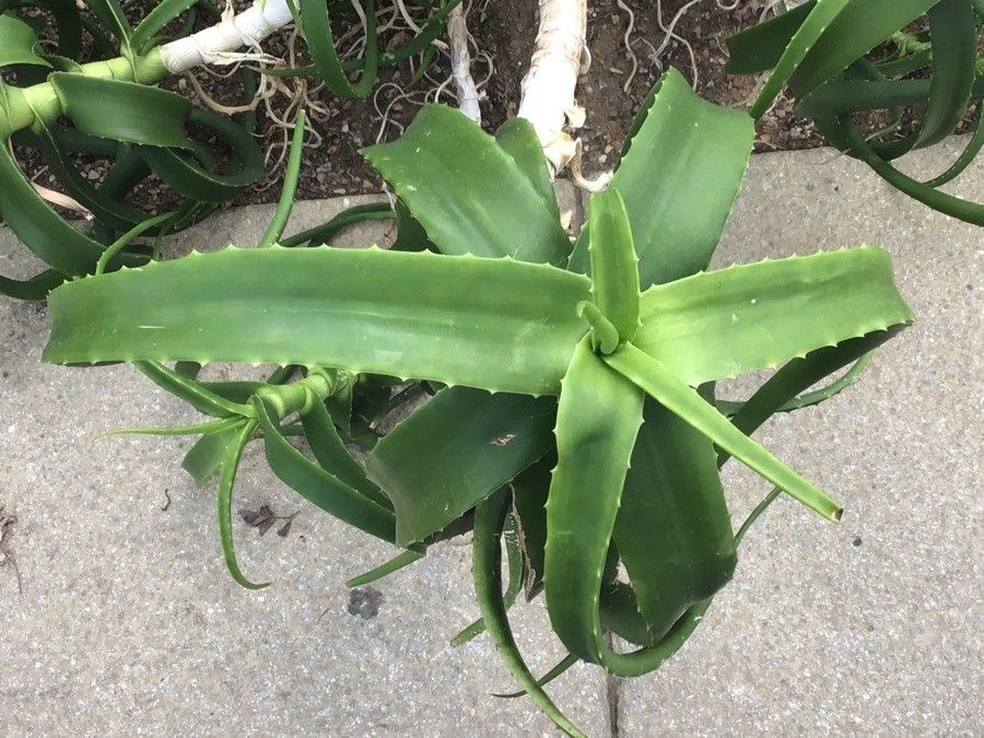 Aloe yemenica — houseplant care guide