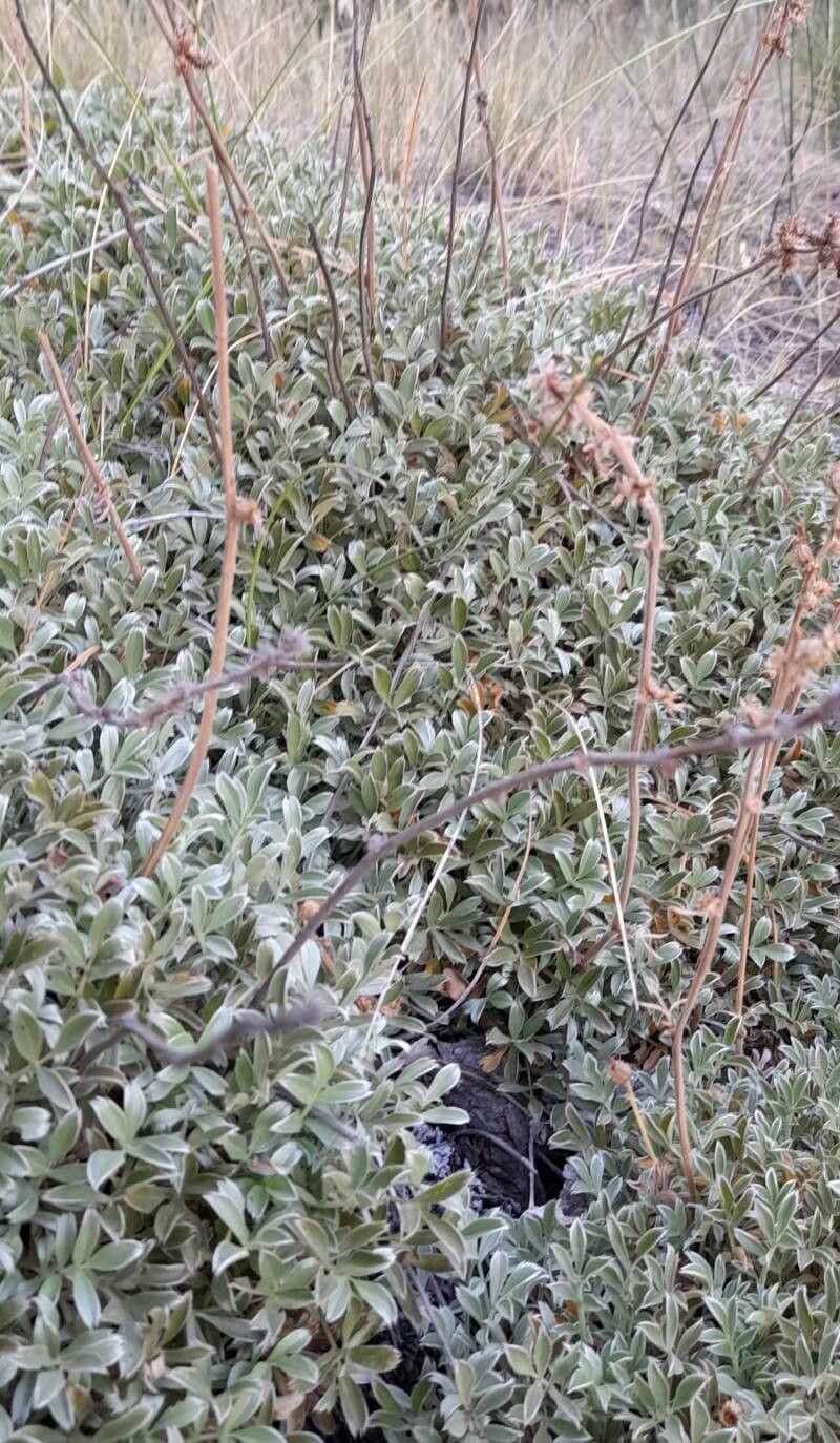 Acaena integerrima habit