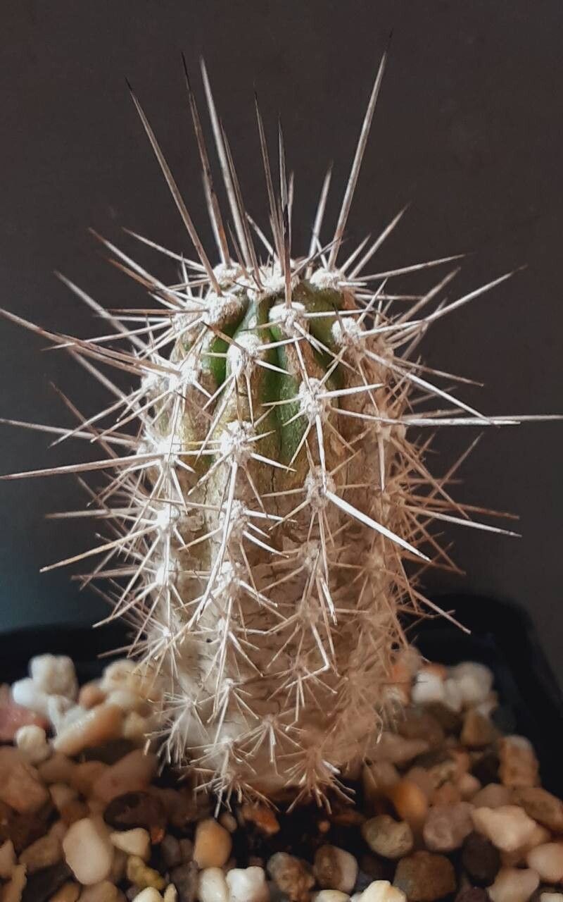 Eulychnia chorosensis habit