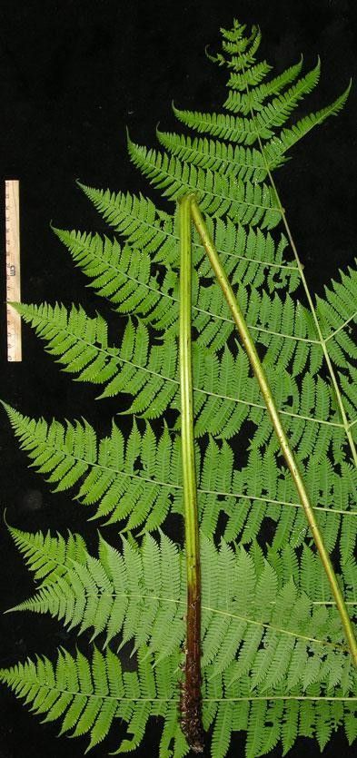 Cyathea bicrenata leaf