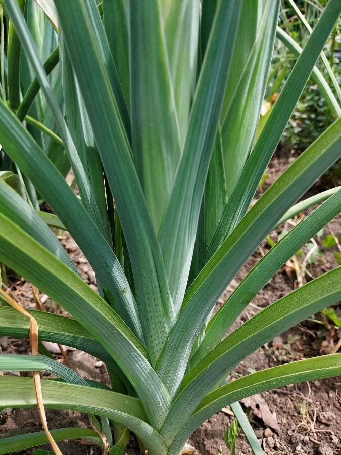 Iris xiphium — search result for 'Portugal'