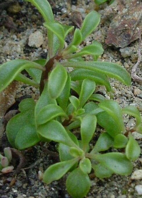 Aichryson dumosum habit