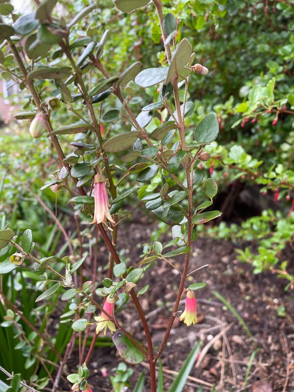 Correa bauerlenii bark