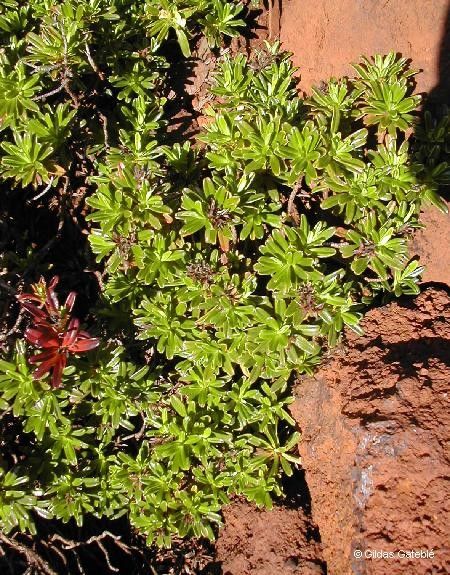 Hibbertia bouletii habit