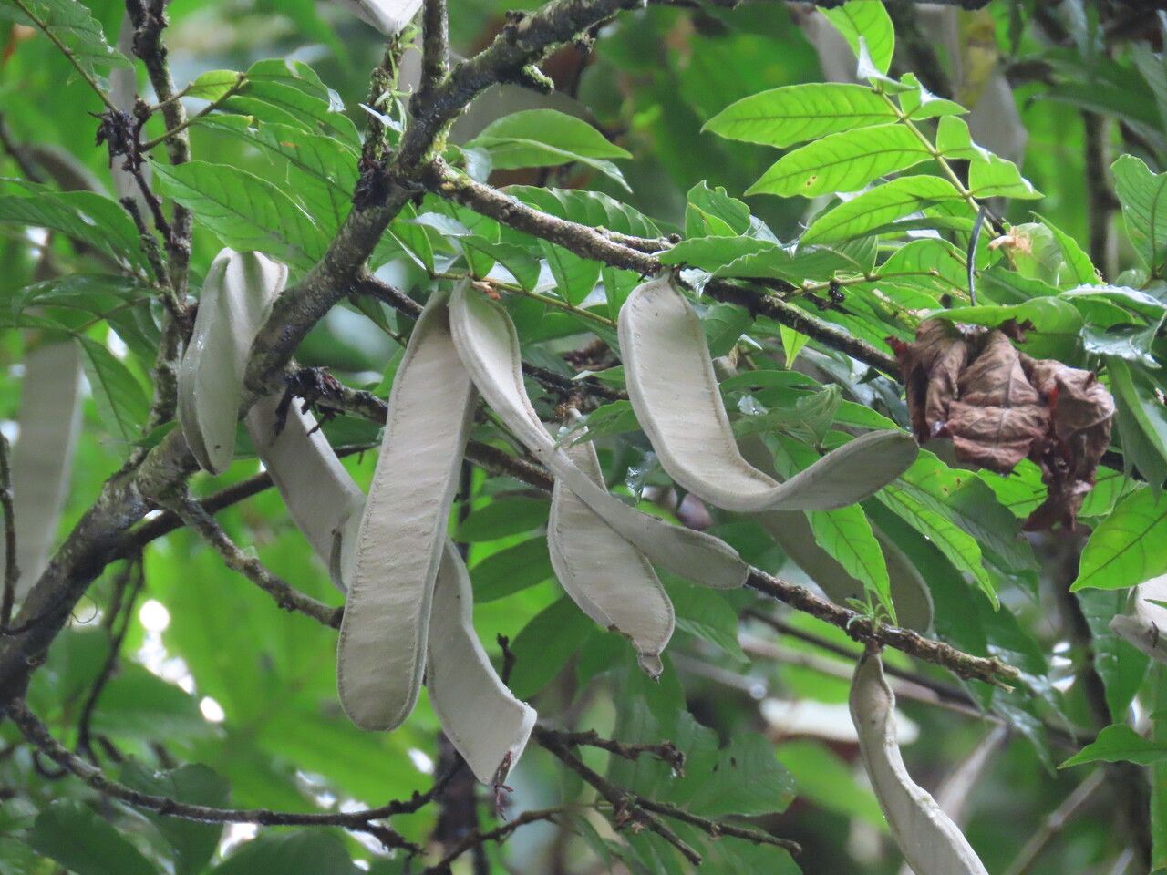 Inga samanensis fruit