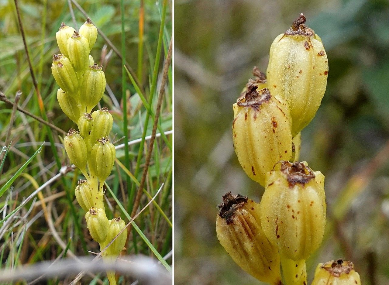 Liparis loeselii fruit